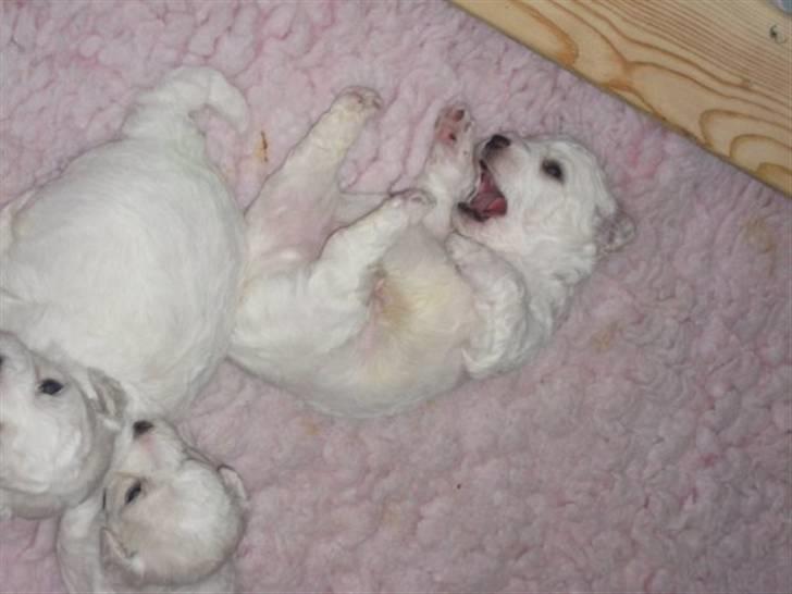 Bichon à poil frisé Niko - da vi skulle hente niko.. billede 12