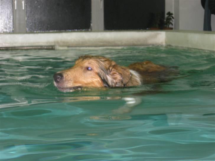 Collie langhåret Lassies American Fellow (Himmelhund) billede 11