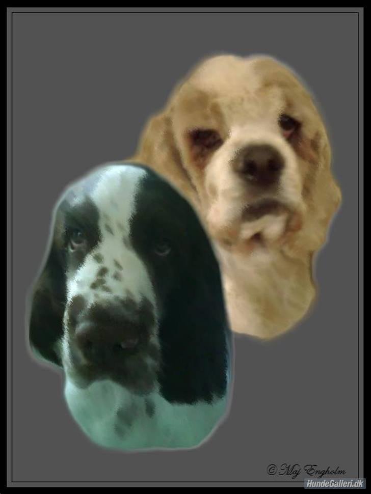 Engelsk springer spaniel Harley - Buster og Harley sammen..dejlige drenge. billede 13