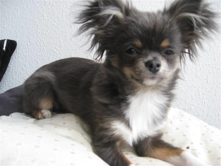 Chihuahua Novak von Lömmel billede 10