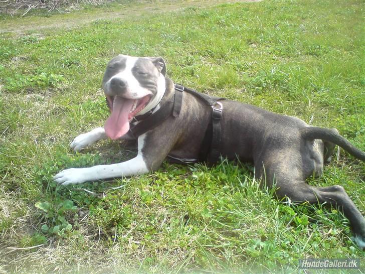 Amerikansk staffordshire terrier - Shila (Miss Blue Brindle) Himmelhund :'-( billede 11