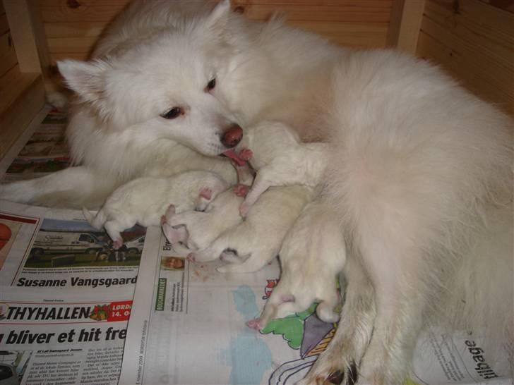 Japansk spids sif billede 16