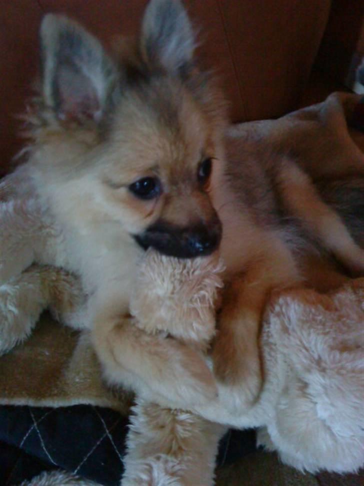 Pomeranian Bella / Mors / svigermors hund billede 7