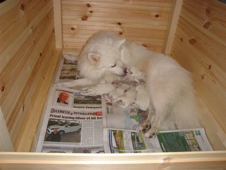 Japansk spids sif billede 17