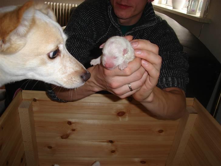 Japansk spids sif billede 18