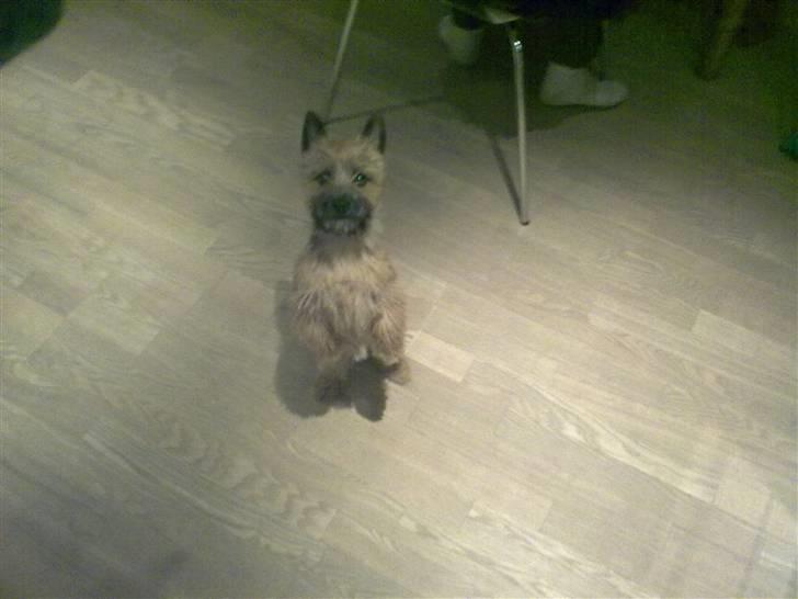 Cairn terrier Soey <3 - sådan her kan hun så stå i flere minutter :) billede 1
