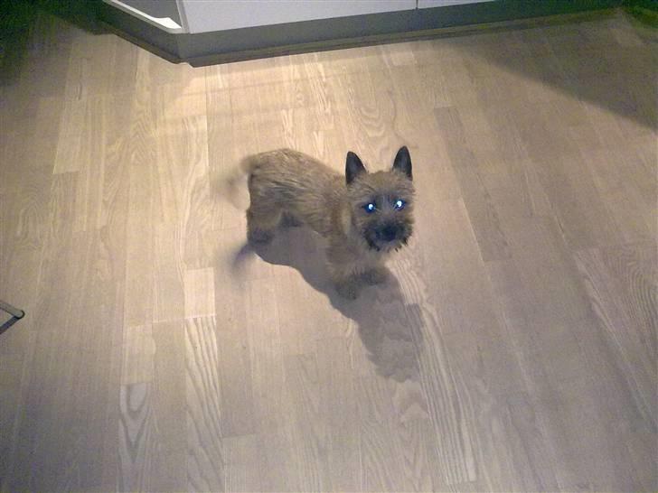 Cairn terrier Soey <3 - Beklager det med hendes øjne der var desværre bliz på :( :) billede 2
