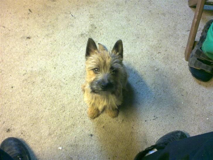 Cairn terrier Soey <3 - ude fra vores værksted :) billede 3