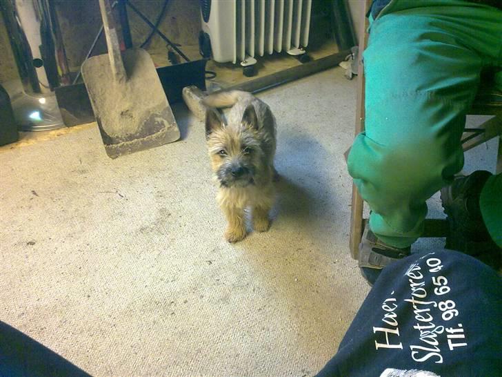 Cairn terrier Soey <3 - igen fra vores værksted :) billede 4