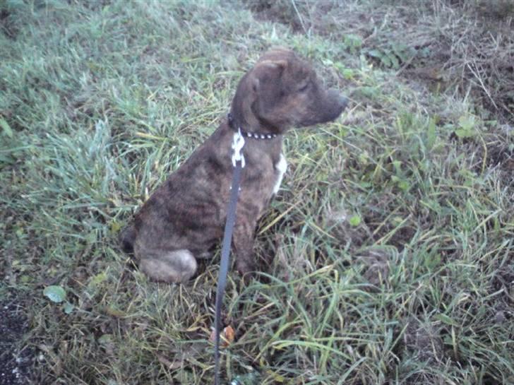 Blanding af racer Bailey. R.I.P. <3 - Bailey. billede 16