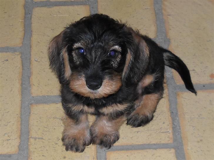 Dværggravhund Cornelius R.I.P !! )'; - Velkommen til Cornelius profil ;) billede 1