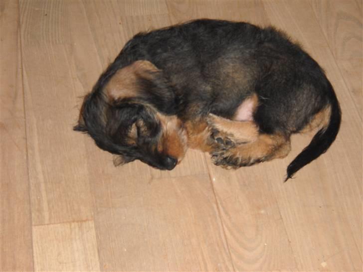 Dværggravhund Cornelius R.I.P !! )'; - jeg sover ZzZz..<3 billede 2