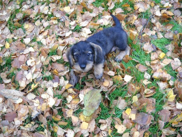 Dværggravhund Cornelius R.I.P !! )'; - første gang ude i haven!!;) billede 3