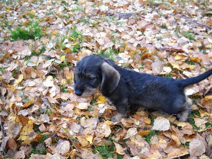 Dværggravhund Cornelius R.I.P !! )'; - det er bare dejligt at være i haven!<3 billede 4