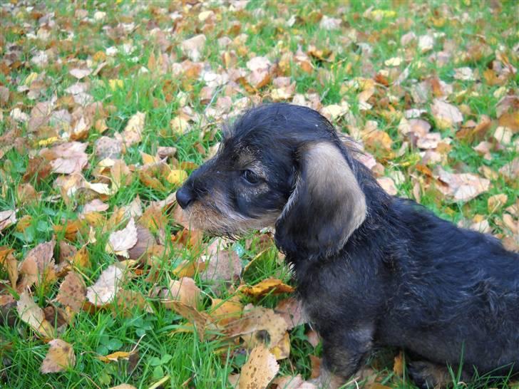 Dværggravhund Cornelius R.I.P !! )'; - Hans søde ansigt!!<3 billede 5