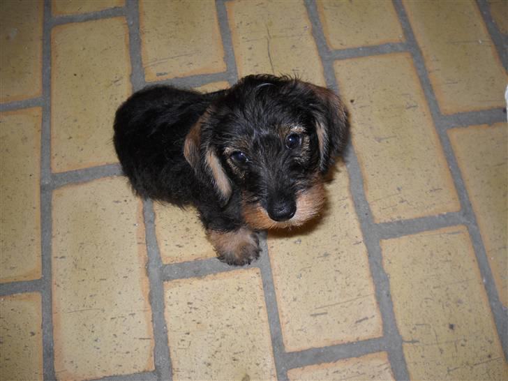 Dværggravhund Cornelius R.I.P !! )'; - ;)<3 billede 6