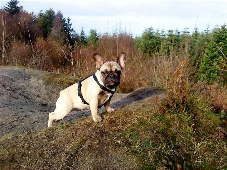 Fransk bulldog Nellie billede 1