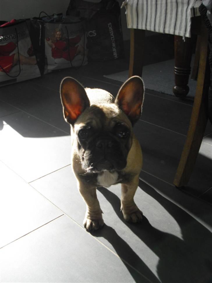 Fransk bulldog Nellie billede 2