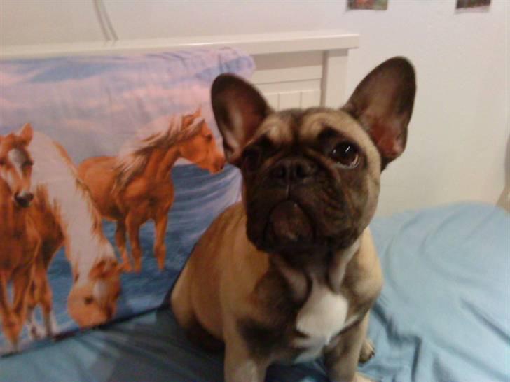 Fransk bulldog Nellie billede 3