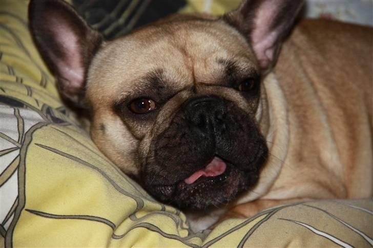 Fransk bulldog Nellie billede 4