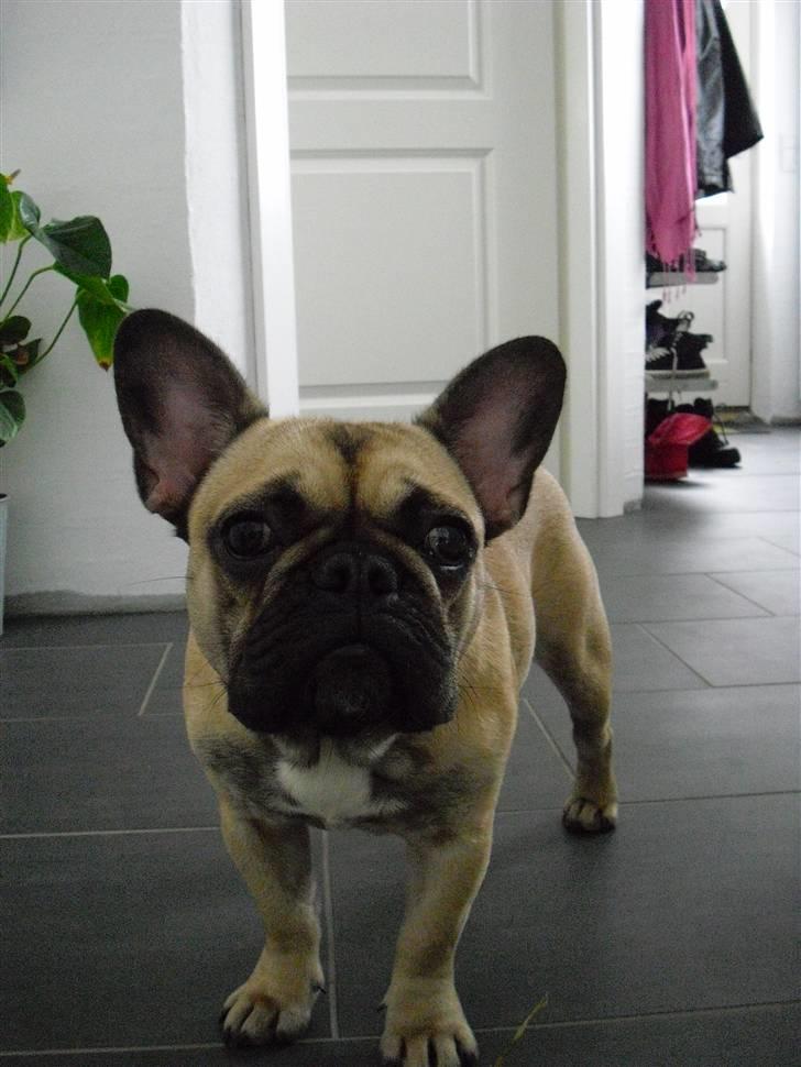 Fransk bulldog Nellie billede 5