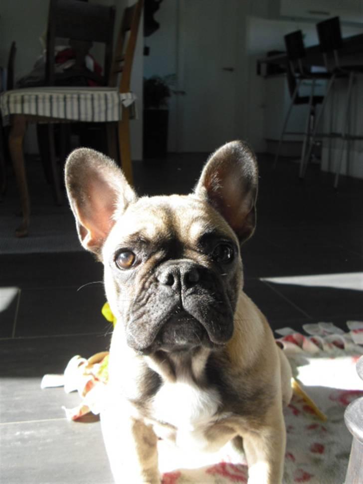 Fransk bulldog Nellie billede 6