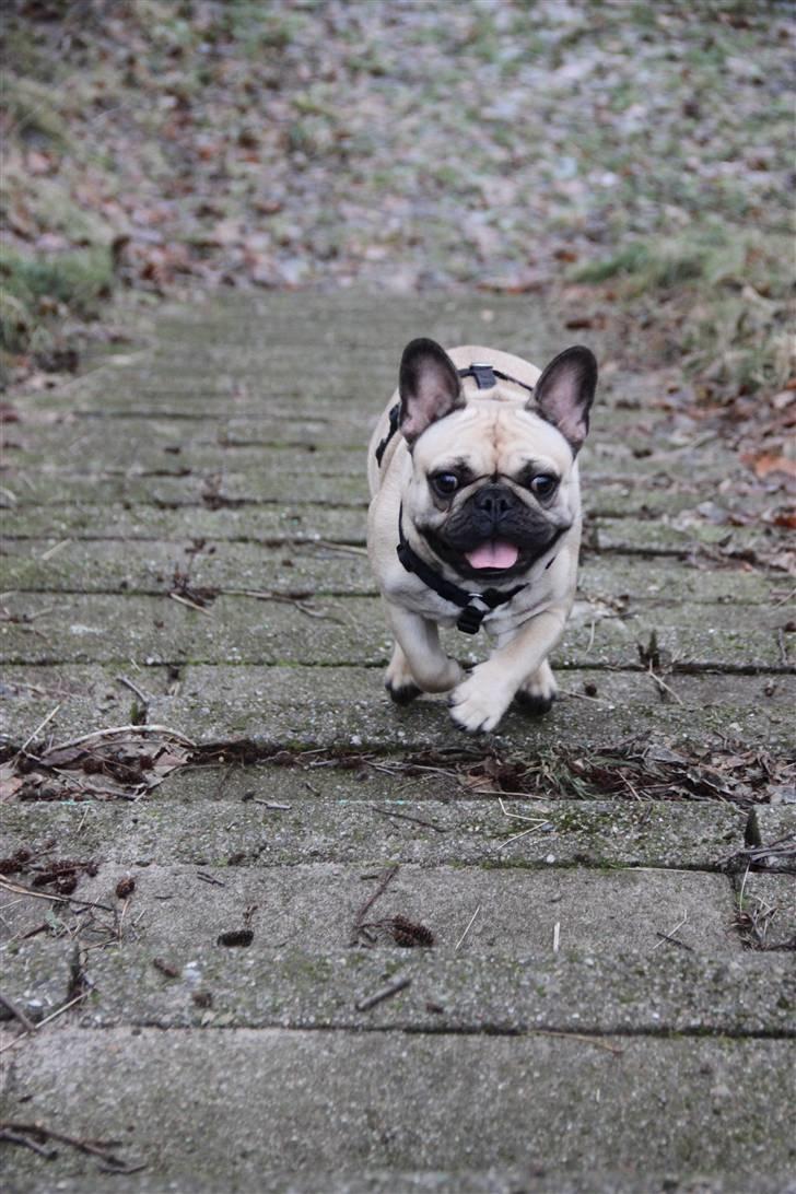 Fransk bulldog Nellie billede 7