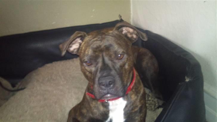 Amerikansk bulldog Topp´s Magic Tilde billede 8