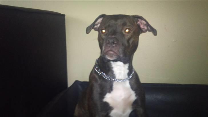 Amerikansk bulldog Topp's Magic Deville billede 11