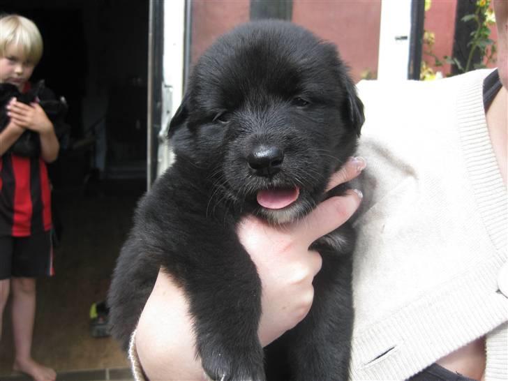 Blanding af racer Basse - 5 uger gammel billede 2