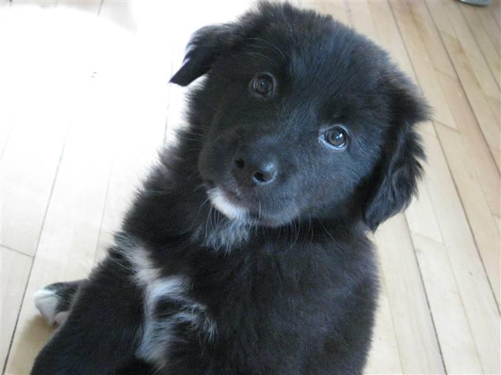 Blanding af racer Basse billede 3