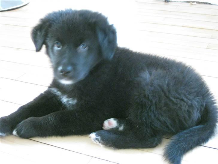 Blanding af racer Basse billede 4