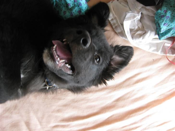 Blanding af racer Basse billede 5