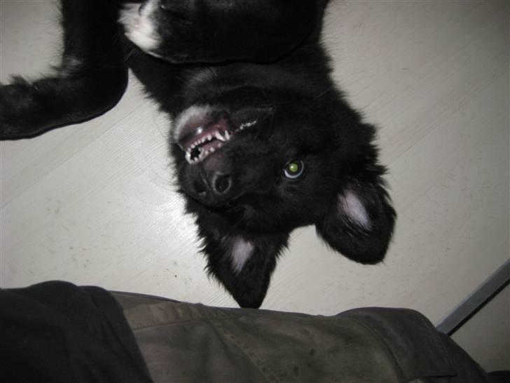 Blanding af racer Basse billede 6