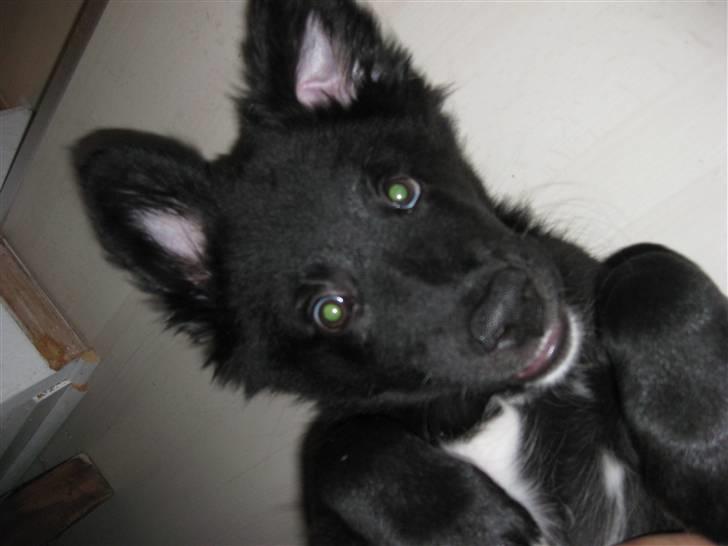 Blanding af racer Basse billede 7