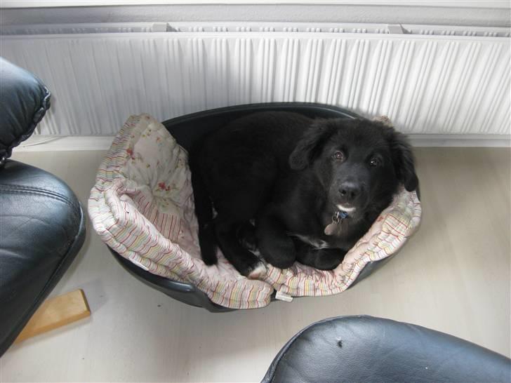 Blanding af racer Basse billede 8