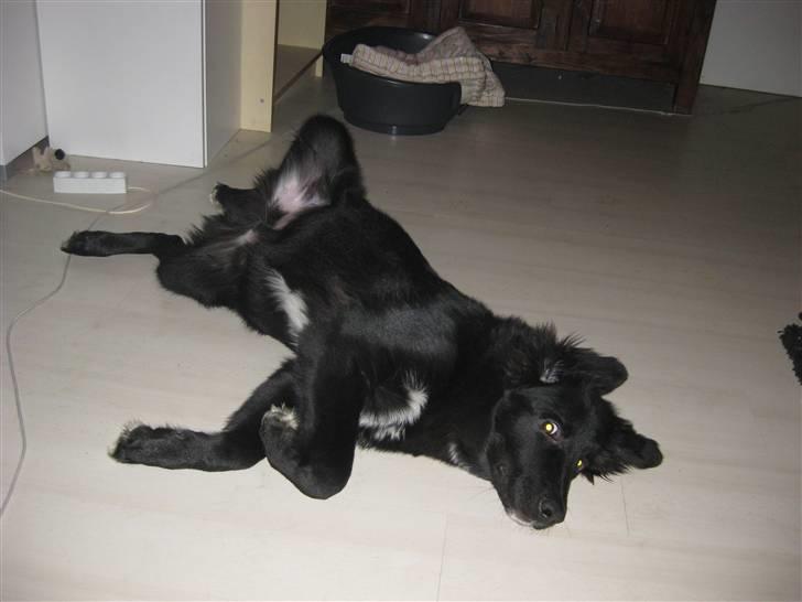 Blanding af racer Basse billede 9