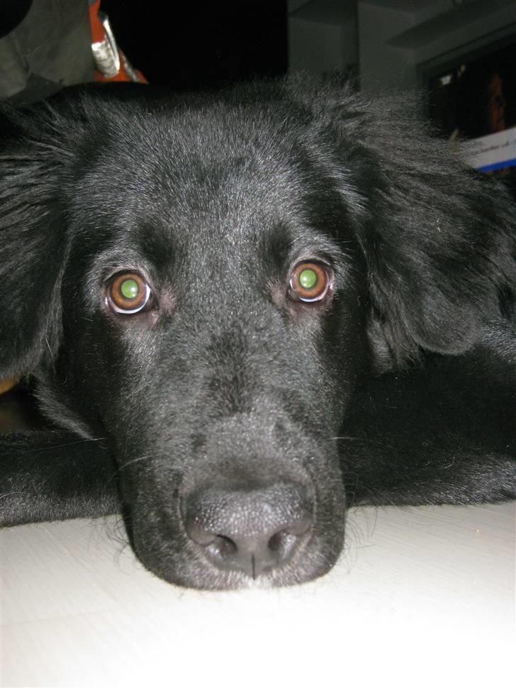 Blanding af racer Basse billede 10