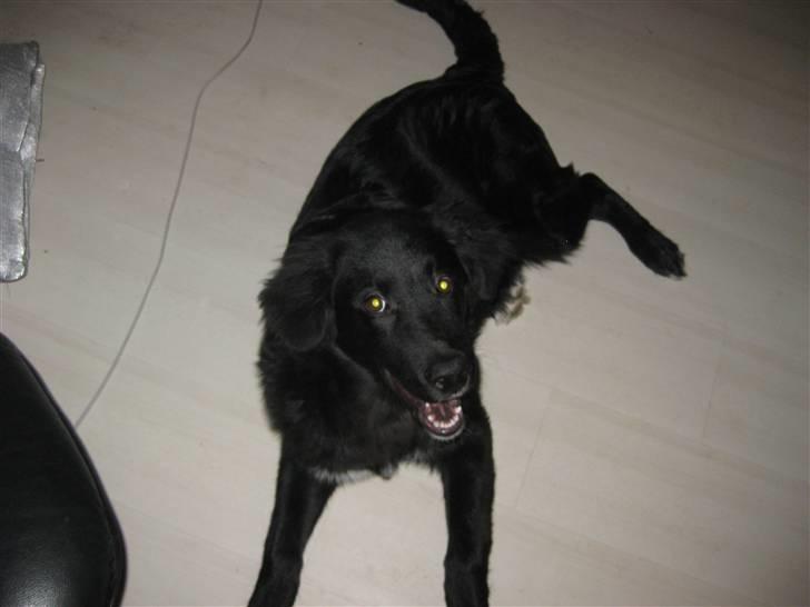 Blanding af racer Basse billede 11