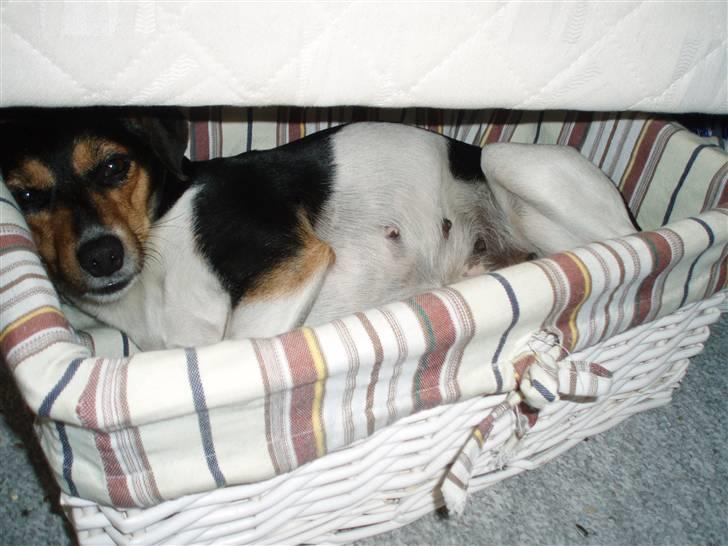 Dansk svensk gaardhund moustgaard alfa billede 7