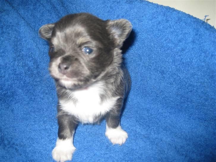 Chihuahua Novak von Lömmel - 4 uger gammel. billede 11