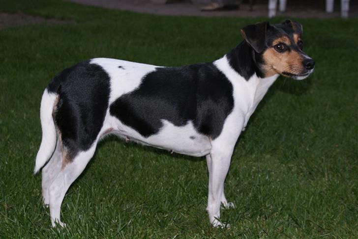 Dansk svensk gaardhund moustgaard alfa billede 8