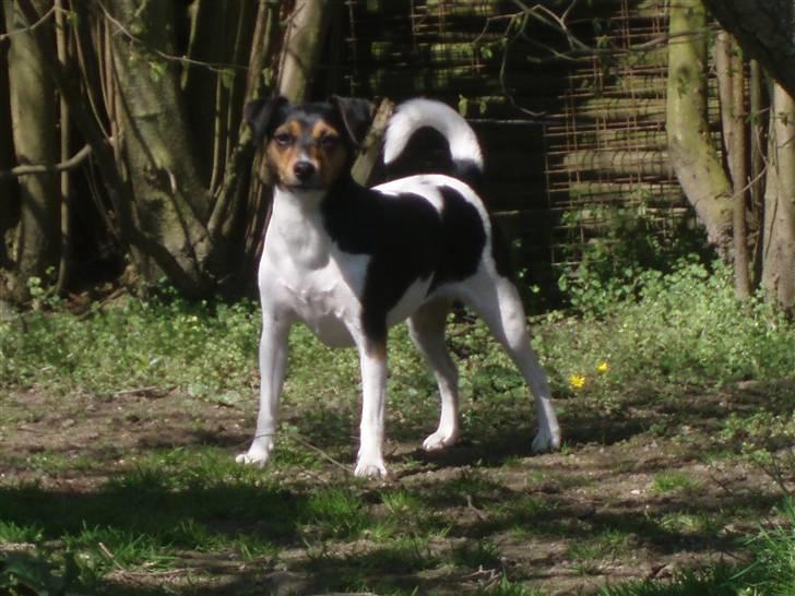 Dansk svensk gaardhund moustgaard alfa billede 9