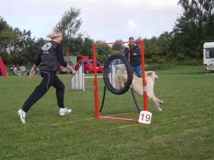 Golden retriever Stinne - Stinne til konkurrence i Lemvig .. gennem hjulet. billede 9