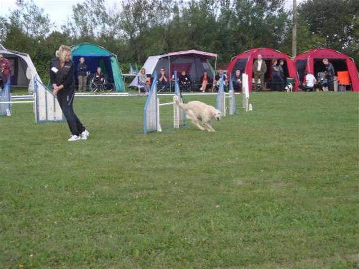 Golden retriever Stinne - vender lige på en 25´øre billede 10