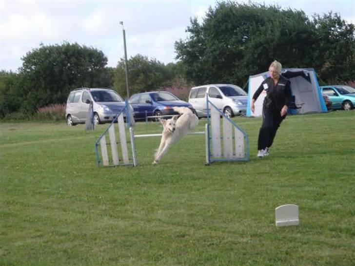 Golden retriever Stinne billede 11