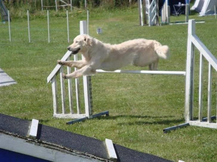 Golden retriever Stinne - flyyyv .. billede 1