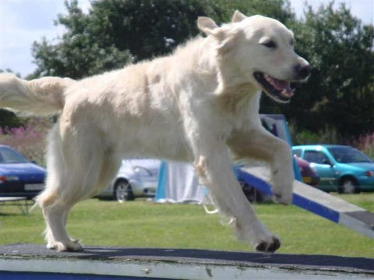Golden retriever Stinne - fuld fart på balancen :) billede 12