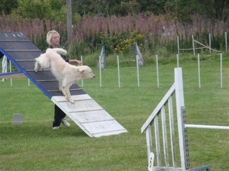 Golden retriever Stinne - heeelt ned i feltet billede 13