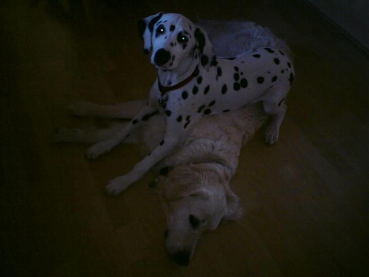 Golden retriever Stinne - haha, Meizy putter på Stinne :) billede 15